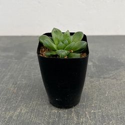 ハオルチア：茶山（台湾）　2.5号スクエア鉢