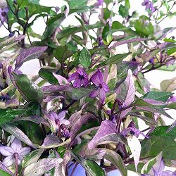 [26年6月中下旬予約]トウガラシ：カリコ2.5号ポット