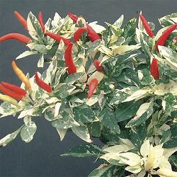 [26年6月中下旬予約]トウガラシ：アプローズレッドアンドホワイト2.5号ポット