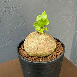 キッコウリュウ（亀甲竜）：まるまるかわいいキッコウリュウ（実生株）　2.5号鉢植え