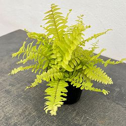 ネフロレピス：ブロンド　3号ポット