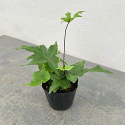 ドリオプテリス：ペダータ　3号ポット