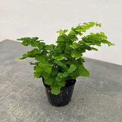 アジアンタム：モノカラー　3号ポット