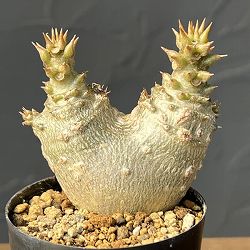 パキポディウム：ウィンゾリー（実生・ツインヘッド）2号鉢植え26-01