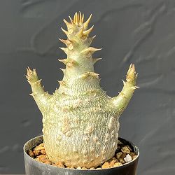 パキポディウム：ウィンゾリー（実生） 2号鉢植え26-02