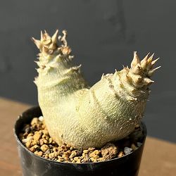 パキポディウム：ウィンゾリー（実生・ツインヘッド） 2号鉢植え26-03