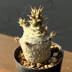 パキポディウム：ウィンゾリー（実生） 2号鉢植え26-05