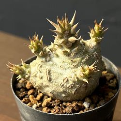 パキポディウム：ウィンゾリー（実生） 2号鉢植え26-06