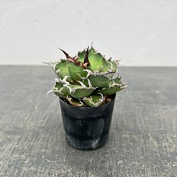 アガベ：チタノタ　シーザー（凱撤）　2号鉢植え