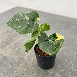 モンステラ：タイコンステレーション　2号ポット*