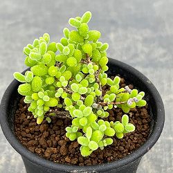 ドロサンテマム：密橘（みかん）　2.5号鉢植え