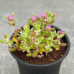 ドロサンテマム：レッドダイヤモンド　2.5号鉢植え