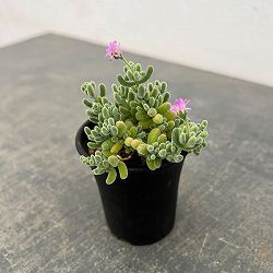 ドロサンテマム：ｓｐ.スキルパッド（水晶）　2.5号鉢植え