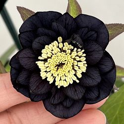 クリスマスローズ：スウィングダブル26-21／1.5Lポット【現品販売】