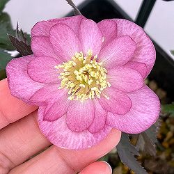 クリスマスローズ：スウィングダブル26-22／1.5Lポット【現品販売】