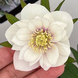 クリスマスローズ：スウィングダブル26-23／1.5Lポット・静（シズカ）【現品販売】