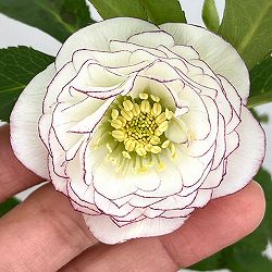 クリスマスローズ：スウィングダブル26-24／1.5Lポット・多弁【現品販売】