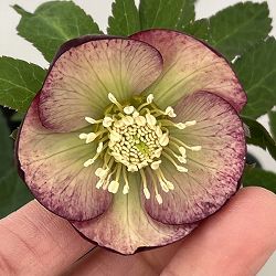 クリスマスローズ：スウィングシングル26-05／1.5Lポット【現品販売】