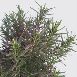 ローズマリー（立性）：セイラム3号ポット