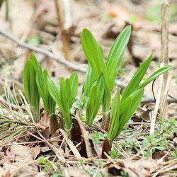 行者ニンニク（アイヌネギ）1芽植え3.5号ポット