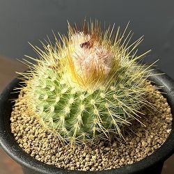 サボテン：パロジア（ノトカクタス）錦翁玉　3号鉢植え