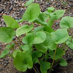 畑ワサビ3.5号ポット