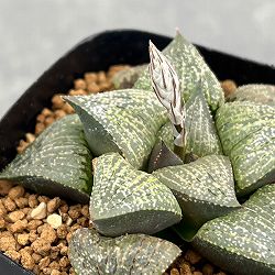 ハオルチア：P６×TN白夜ピクタ　2.5号鉢植え