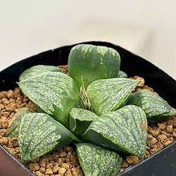 ハオルチア：めっちゃ白×前人未踏　2.5号鉢植え