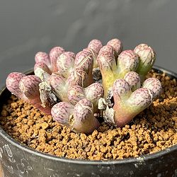 コノフィツム（原種系）：ルックホフィー 2.5号ポット