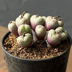 コノフィツム（原種系）：ウビフォルメ 2.5号ポット