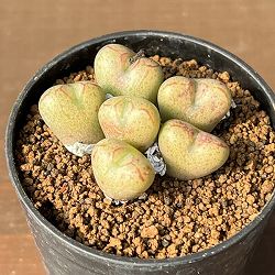 コノフィツム（原種系）：マルニエリアナム 円空（オレンジ）2.5号ポット