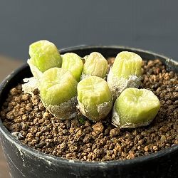 コノフィツム（原種系）：エクティプム スルカツム 2.5号ポット