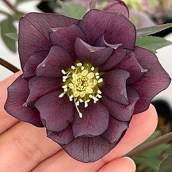 クリスマスローズ：セレクトダブル26-77／1.5Lポット【現品販売】