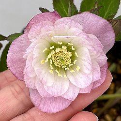 クリスマスローズ：セレクトダブル26-79／1.5Lポット【現品販売】