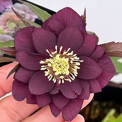 クリスマスローズ：セレクトダブル26-80／1.5Lポット【現品販売】