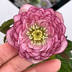 クリスマスローズ：セレクトダブル26-82／1.5Lポット・多弁【現品販売】