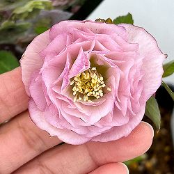 クリスマスローズ：セレクトダブル26-83／1.5Lポット・多弁【現品販売】