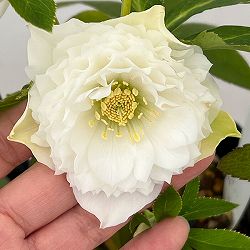 クリスマスローズ：セレクトダブル26-84／1.5Lポット・レフレール系【現品販売】