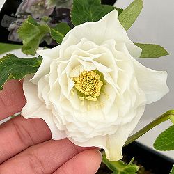 クリスマスローズ：セレクトダブル26-85／1.5Lポット・レフレール系【現品販売】