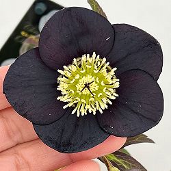 クリスマスローズ：セレクトシングル26-25／1.5Lポット【現品販売】