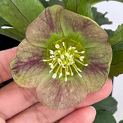 クリスマスローズ：セレクトシングル26-26／1.5Lポット【現品販売】