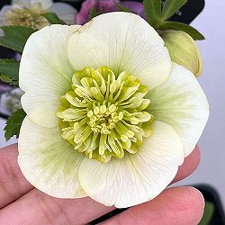 クリスマスローズ：セレクトセミダブル26-35／1.5Lポット【現品販売】