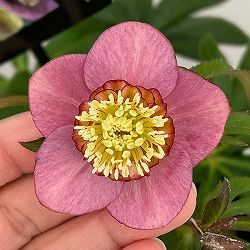 クリスマスローズ：セレクトセミダブル26-36／1.5Lポット【現品販売】