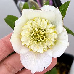 クリスマスローズ：セレクトセミダブル26-40／1.5Lポット・レフレール系【現品販売】