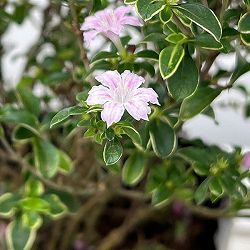 ハクチョウゲ（白丁花）：コウチョウゲ（紅丁花）3号ポット