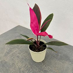 コルジリネ：ピンクビビット 4号ポット