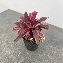 コルジリネ（コルディリネ）：ピンクレディ　3号ポット