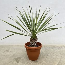 ユッカ：ロストラータ　6号鉢植え