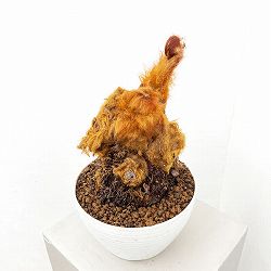 タカワラビ：ゴールデンチャウチャウ　6号鉢植え26-01