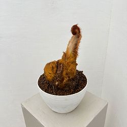 タカワラビ：ゴールデンチャウチャウ　6号鉢植え26-02